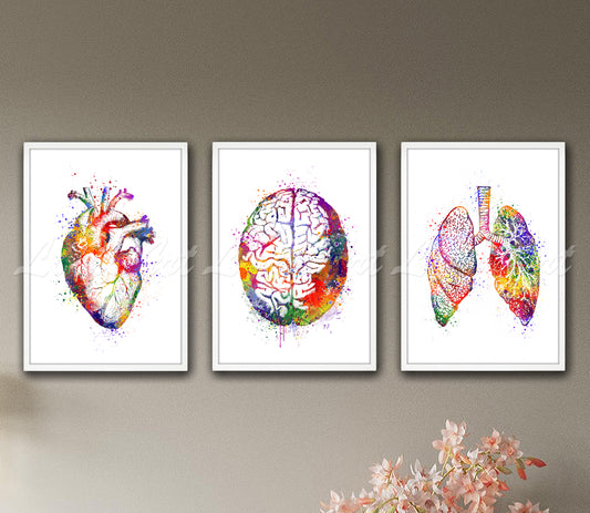 Set of 3 human anatomy prints in multicolor watercolor medical art - heart, brain, lungs on wall