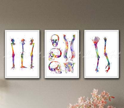 Set of 3 human bones anatomy art prints in multicolor watercolor - leg, skull, spine, arm on wall