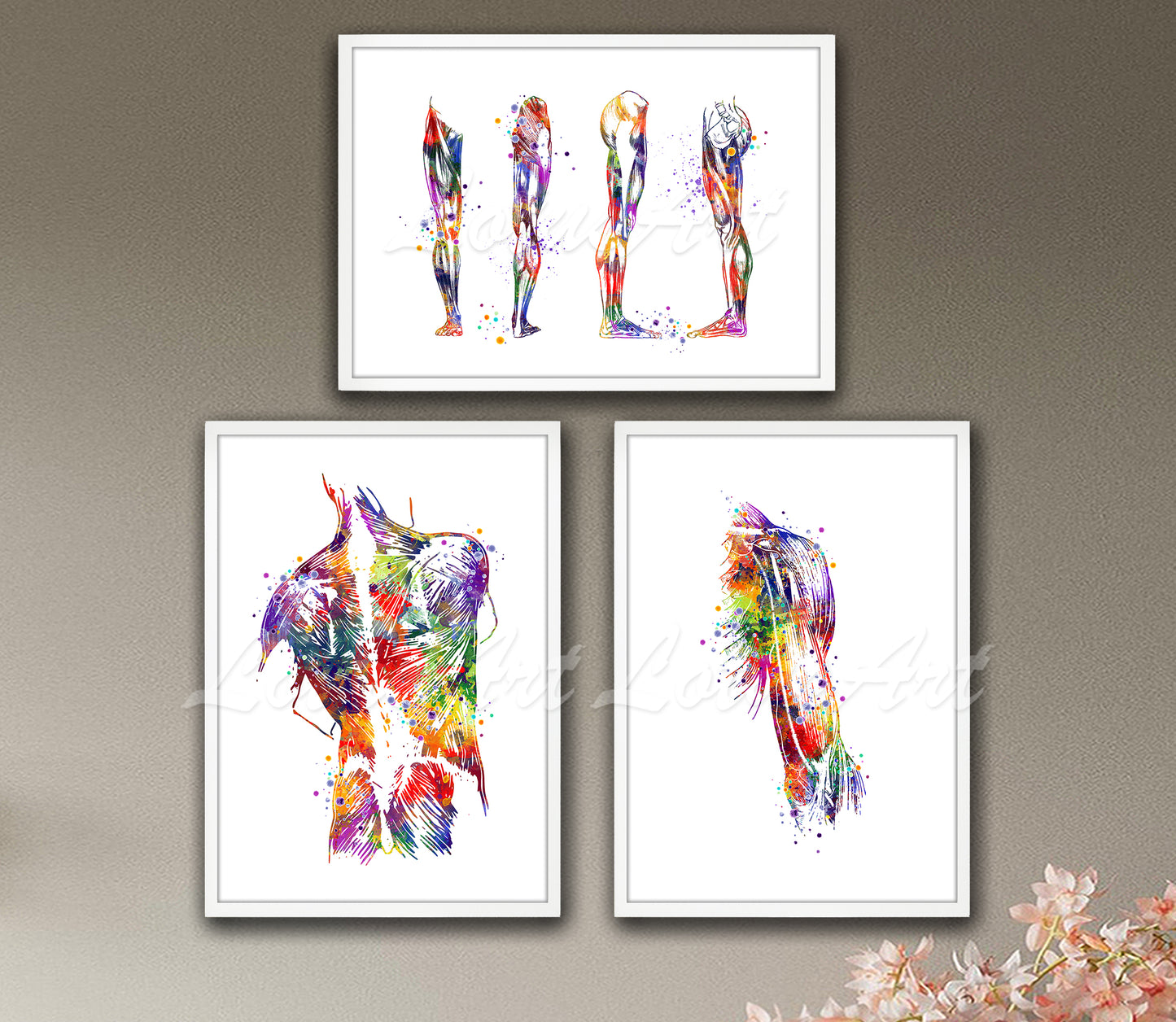 Set of 3 human muscles anatomy art prints in multicolor watercolor - legs, back, arm on wall
