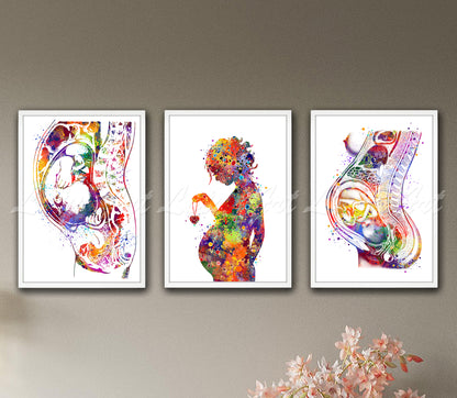 Set of 3 pregnancy anatomy art prints in multicolor watercolor - baby in womb on wall