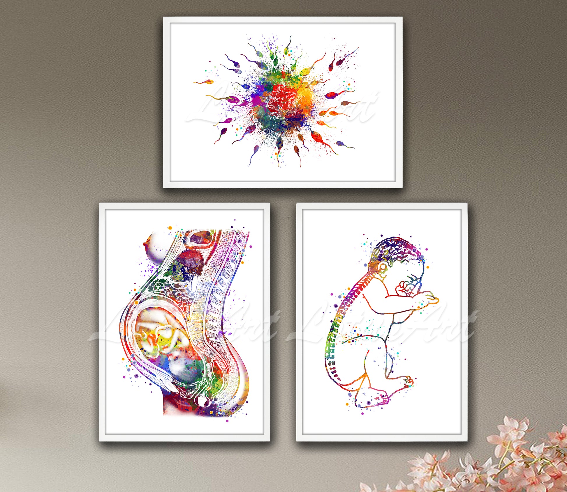 Set of 3 pregnancy anatomy art prints in multicolor watercolor - fertilization, pregnancy, baby spine on wall
