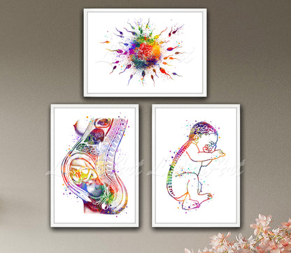 Set of 3 pregnancy anatomy art prints in multicolor watercolor - fertilization, pregnancy, baby spine on wall