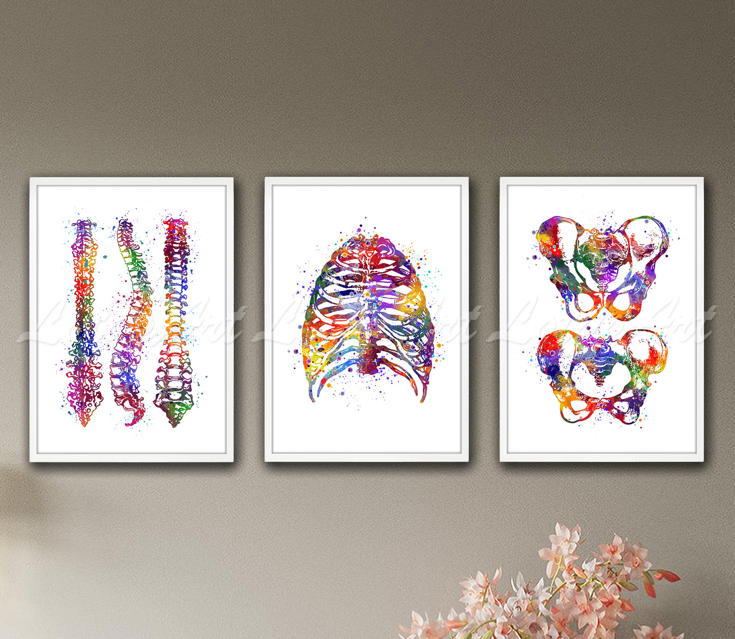 Set of 3 spine rib cage pelvis anatomy art prints in multicolor watercolor - human bones on wall