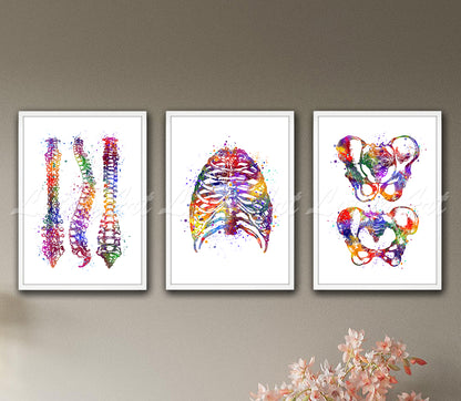 Set of 3 spine rib cage pelvis anatomy art prints in multicolor watercolor - human bones on wall
