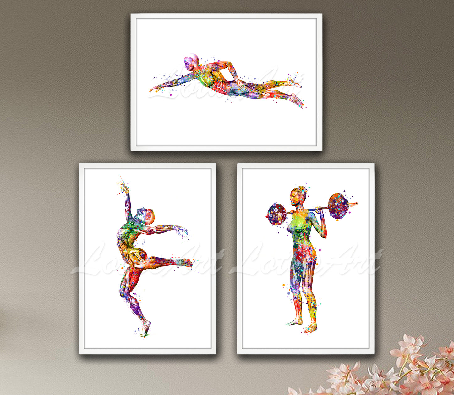 Set of 3 sports muscles anatomy art prints in multicolor watercolor - swimmer, gymnast, weightlifter on wall