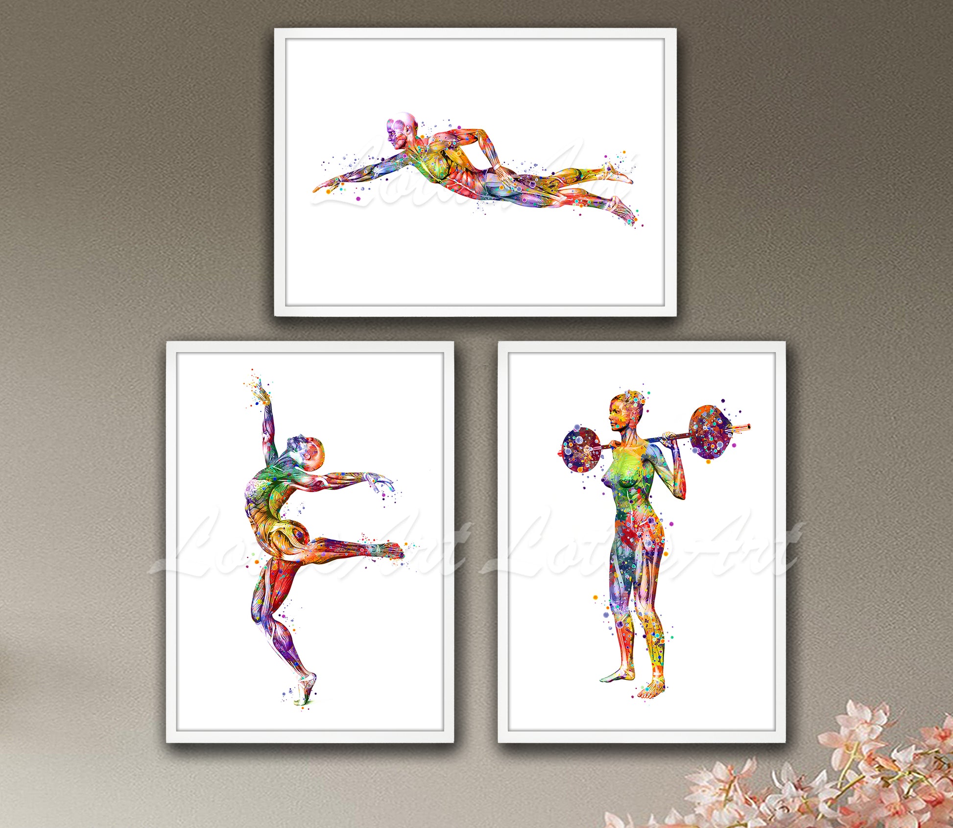Set of 3 sports muscles anatomy art prints in multicolor watercolor - swimmer, gymnast, weightlifter on wall
