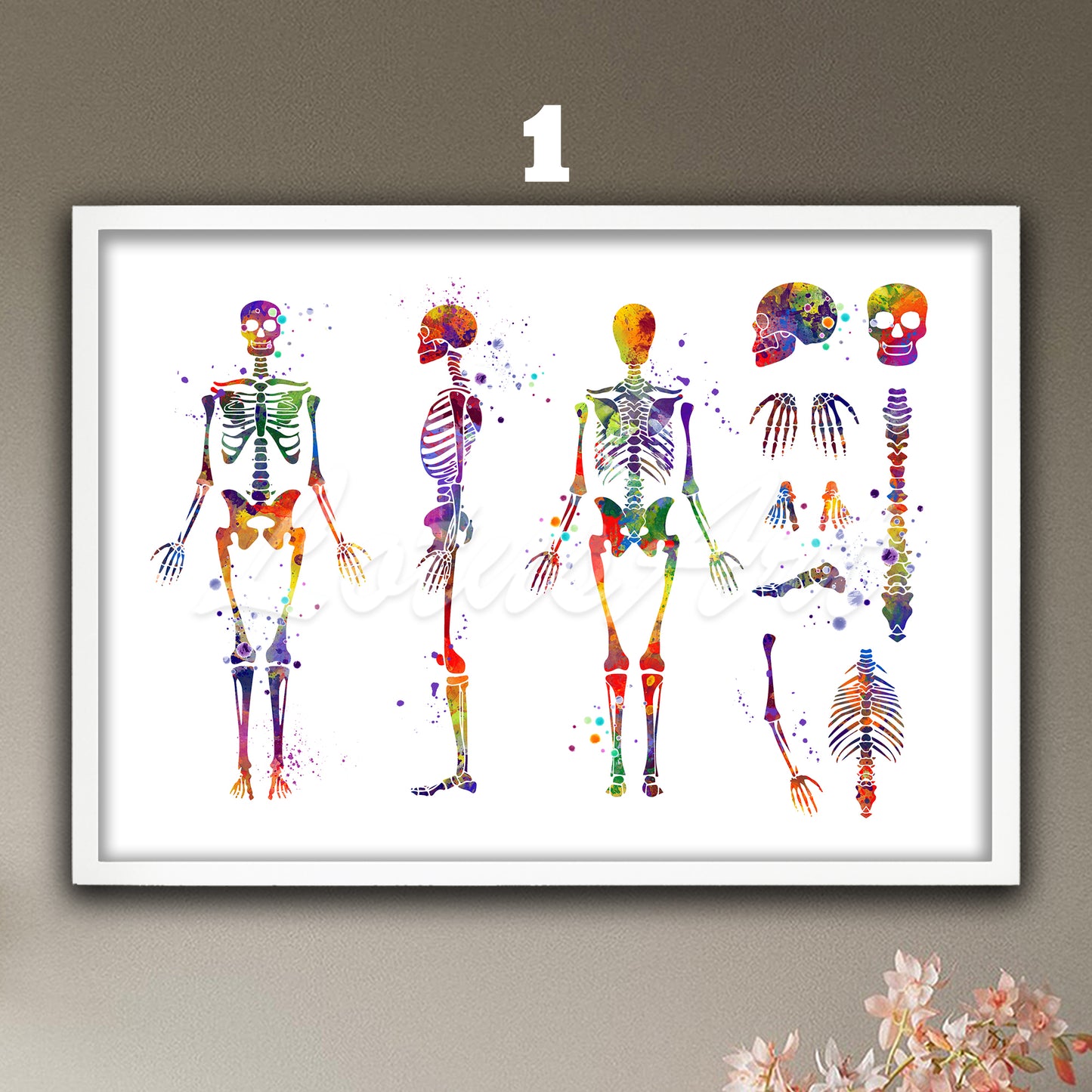 Art print of human skeleton anatomy, multicolor watercolor medical painting of the skeletal system in details.