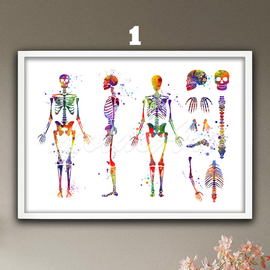 Art print of human skeleton anatomy, multicolor watercolor medical painting of the skeletal system in details.