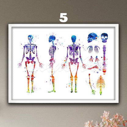 Art print of human skeleton anatomy, watercolor medical painting in rainbow colors of the skeletal system in details.