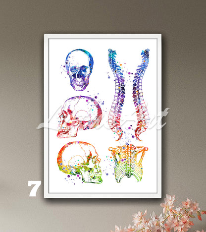 Art print of skull, spine, and rib cage anatomy, watercolor painting in rainbow colors for medical wall decor.