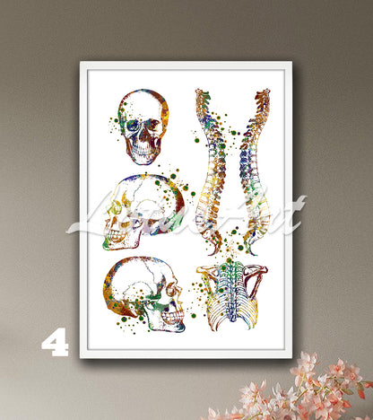 Skull spine and rib cage anatomy watercolor decor in earth tones, medical wall decor for clinics & doctors gift