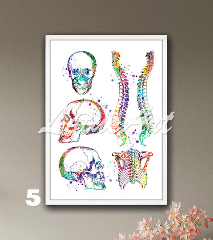 Skull spine and rib cage anatomy watercolor wall art in briht multicolor tones, medical wall decor for clinics & doctors gift