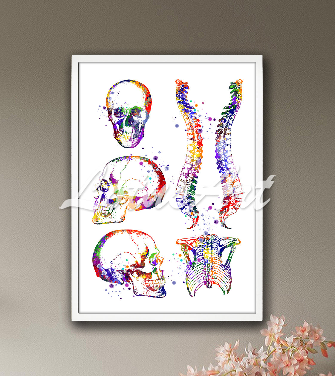 Skull spine rib cage multiple views colorful watercolor art print - anatomy classroom painting