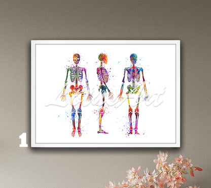 Three human skeletons standing poses vibrant multicolor watercolor art print - chiropractic office artwork