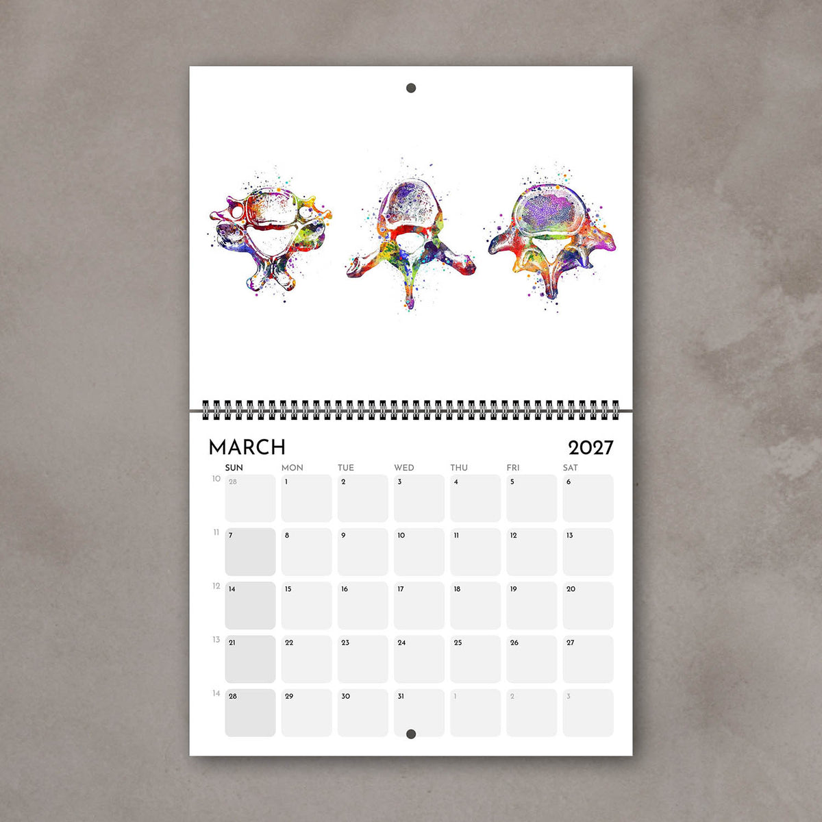 2027 anatomy wall calendar pages with vertebrae of spine watercolor illustrations