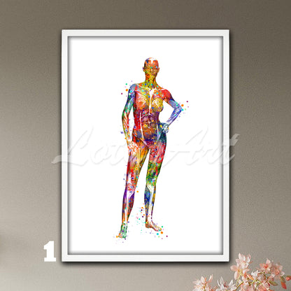 Multicolored watercolor medical artwork showing the anatomy of the muscles of a female body.