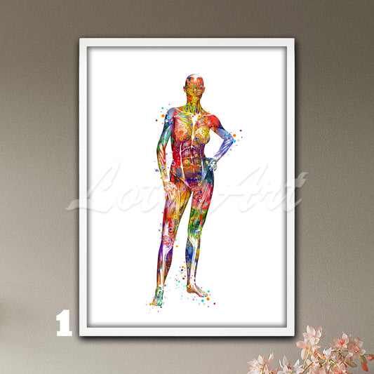 Multicolored watercolor medical artwork showing the anatomy of the muscles of a female body.